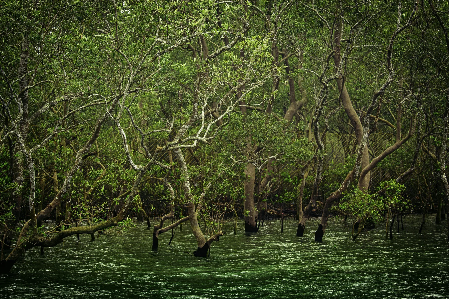 A green travel route through a mangrove landscape.